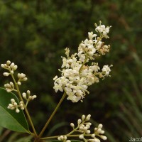 Ligustrum robustum (Roxb.) Blume